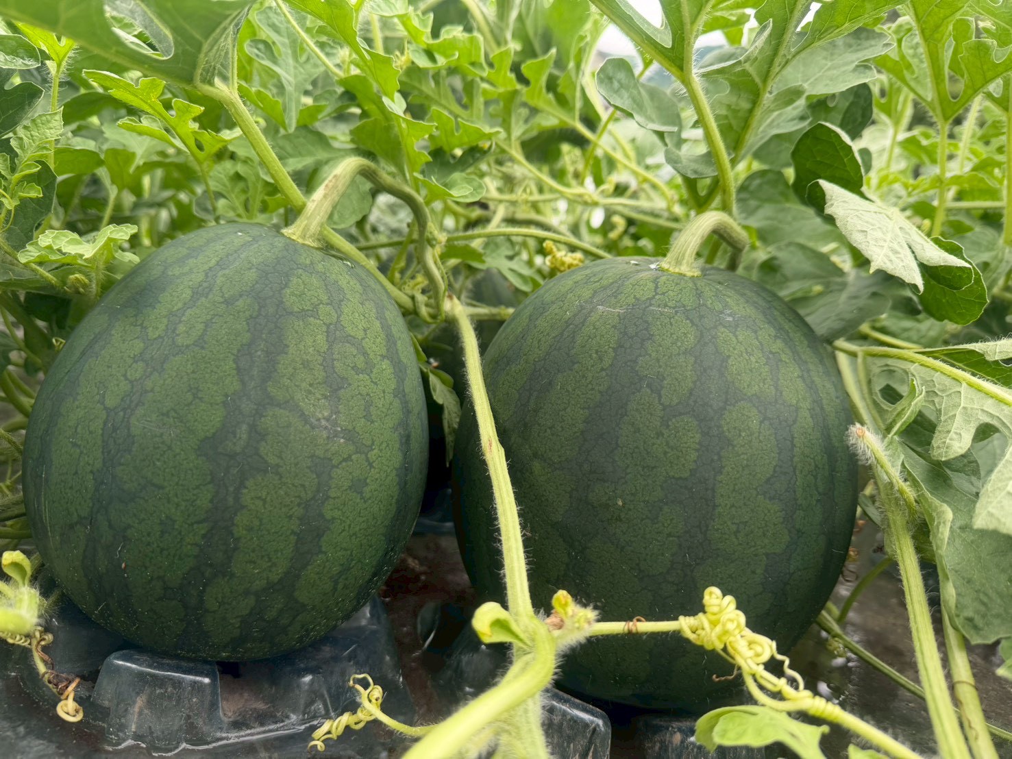 夏の贈りものにおすすめのスイカ